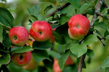 Obraz premium appletree 3430