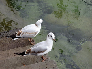 rechts oder links?