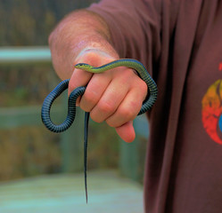 red sided garter snake in mans hand
