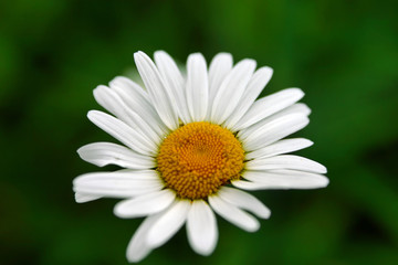Fototapeta premium camomile