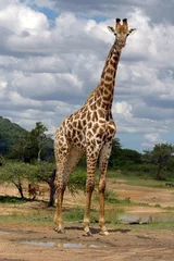 Fotobehang giraffe © Andreas Edelmann