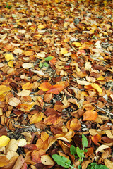 autumn leaves
