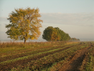 Fototapeta premium landscape