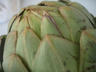 feuilles d'artichaut