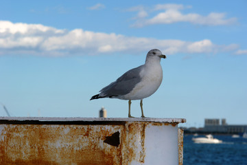 portrait of a seagull