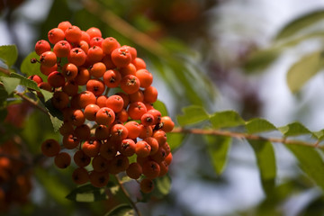 rowanberry