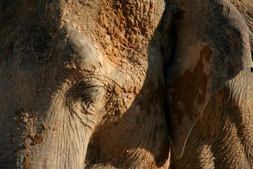 Obraz premium portrait elephant