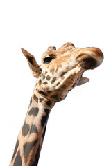 girafe