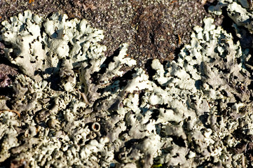 lichen