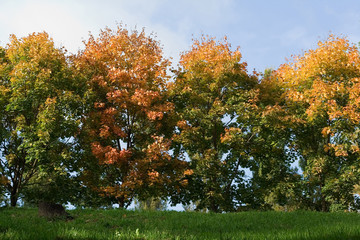 fall colors