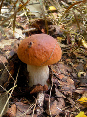 cepe mushroom