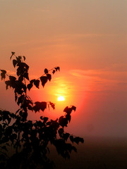 Fototapeta na wymiar sun sunrise