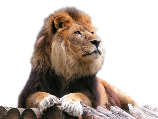 lion on beams isolated