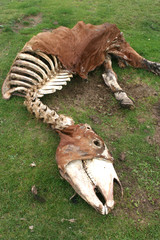 le travail des vautours