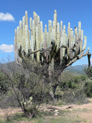un cactus