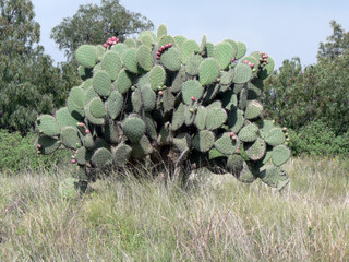 un cactus perdu