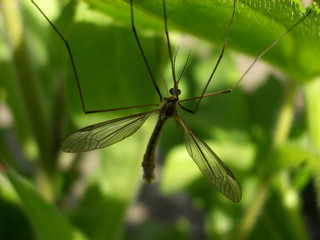 daddy long legs 7