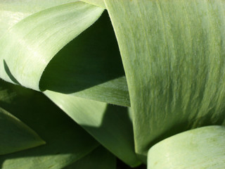 flat green leaves 3