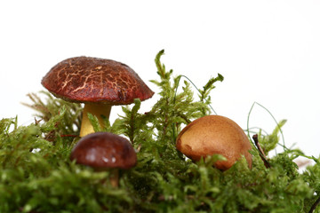 three mushrooms