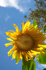 sunflower