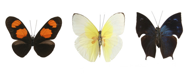 colorful butterflies over a white background.