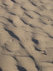 tranquility: bird tracks across sand