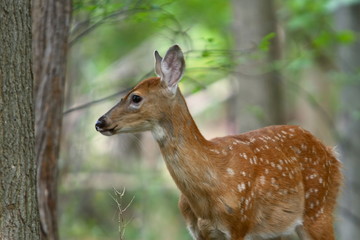 summer fawn 6