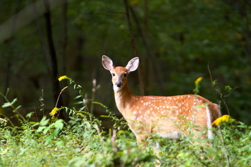 summer fawn 7