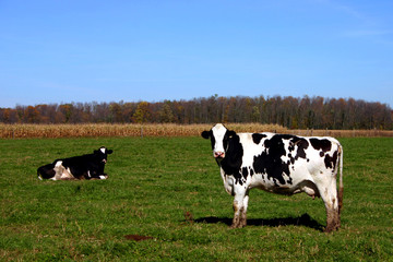 cows in field