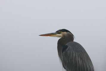heron in the mist