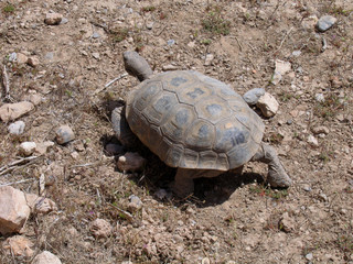 Obraz premium leaving tortoise