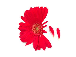 gerbera daisy and petals