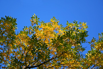 autumn. a background