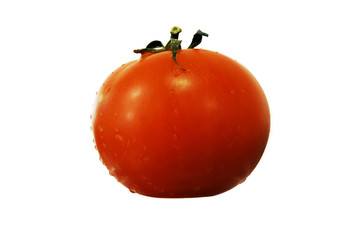 red tomato - isolated on white background