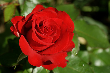 roses.