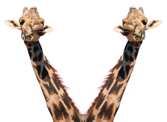 Naklejka premium les soeur girafes