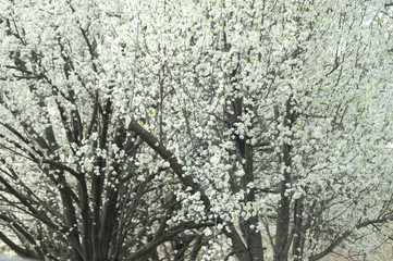 flowering pear trees