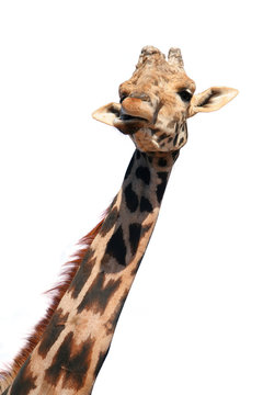 girafe