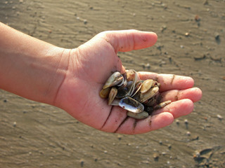 kinderhand mit muscheln