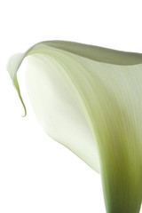 calla lily 22