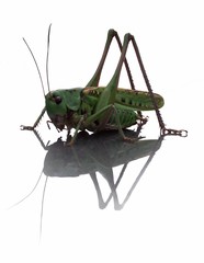 heupferd