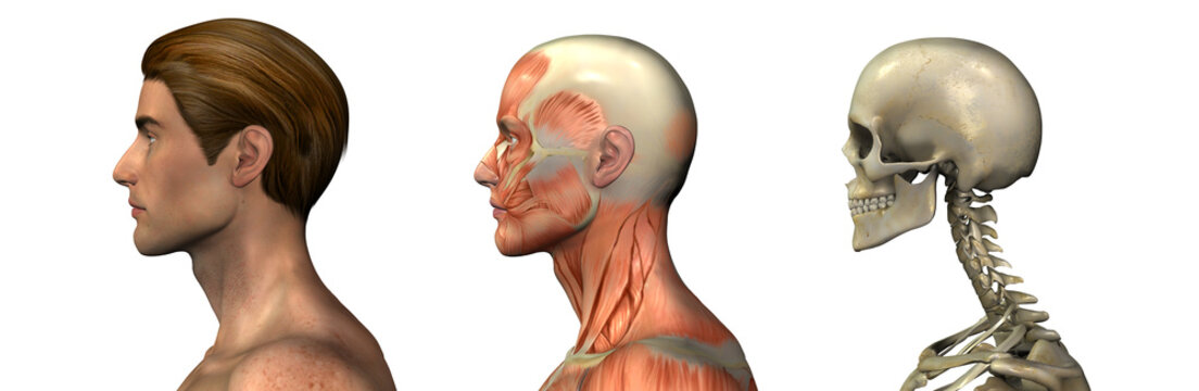 Как должен выглядеть человек сбоку Head And Neck Anatomy Images - Browse 511 Stock Photos, Vectors, and Video Adobe
