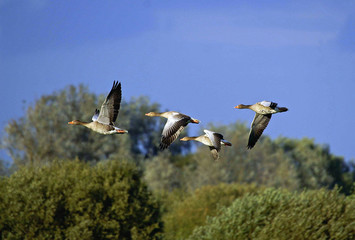 graugänse im flug