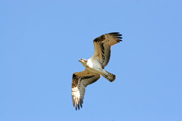 osprey in flight