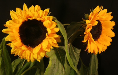 sunflower 5