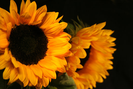 sunflower 1