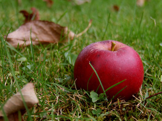 apfel mit laub