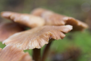 fungus