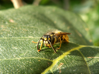 wasp