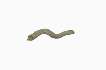 slit worm shell